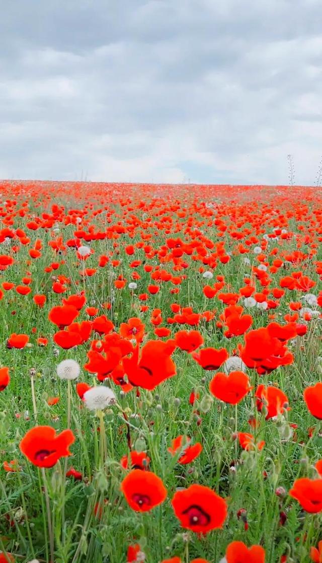 关于野花香www视频最新资源的信息